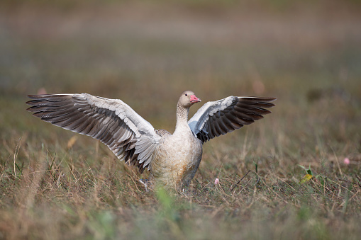 Beautiful the water bird, adult Greylag goose or graylag goose, low angle view, front shot, in the bright day spread wings on the grass in nature tropical climate, in Bueng Borapet the largest freshwater swamp and lake in central Thailand.