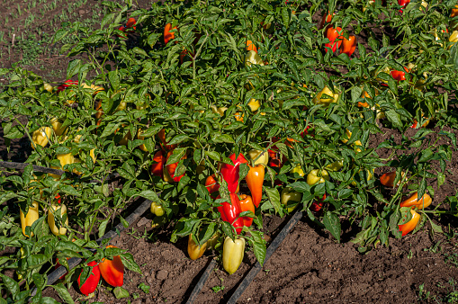 Close-up of yellow\n and red peppers ripening on plant.\n\nTaken in Gilroy, California, USA