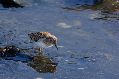 Close-up of Least Sandpiper (Calidris minutilla) foraging in a saltwater slough.

Taken in Moss Landing, California, USA.