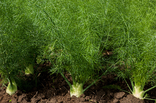 Close-up of fennel (Foeniculum vulgare) plants growing on a California central coast farm.