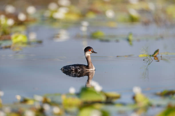 istock Water bird : adult non-breeding plumage Black-necked grebe or eared grebe (Podiceps nigricollis). 1413155078