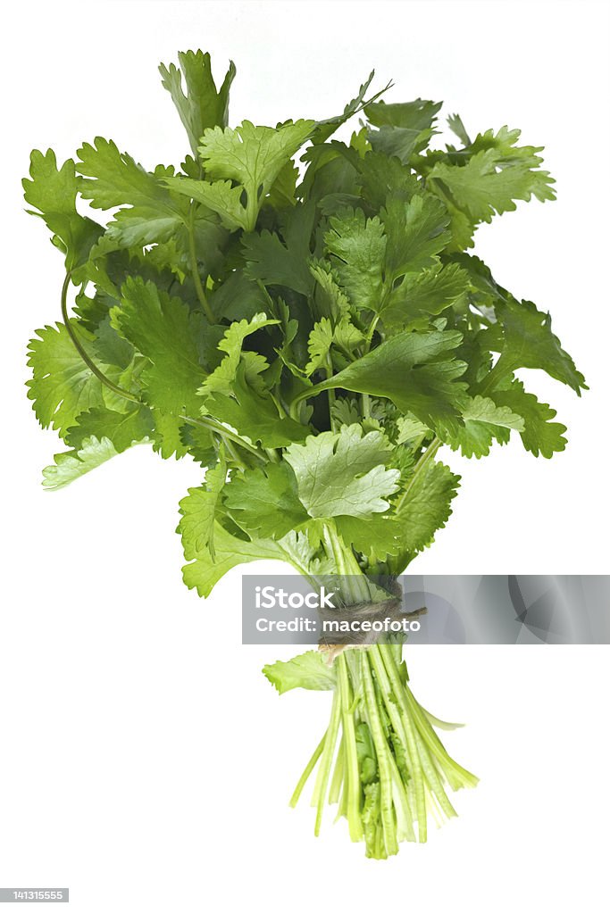 Coriander Bunch Coriander Bunch isolated on white Cilantro Stock Photo