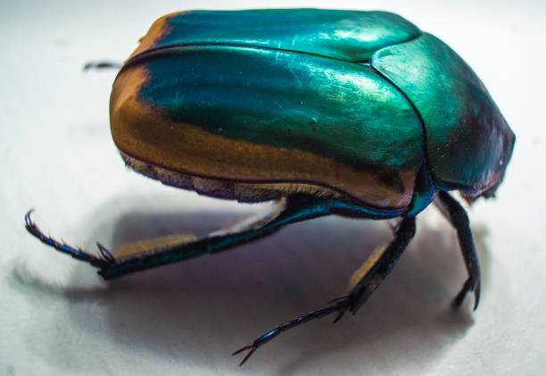 cotinis mutabilis (figeater beetle) stock photo