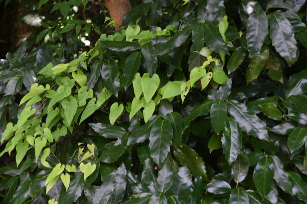 istock Japanese yam ( Dioscorea japonica ) flowers and leaves. 1413155933