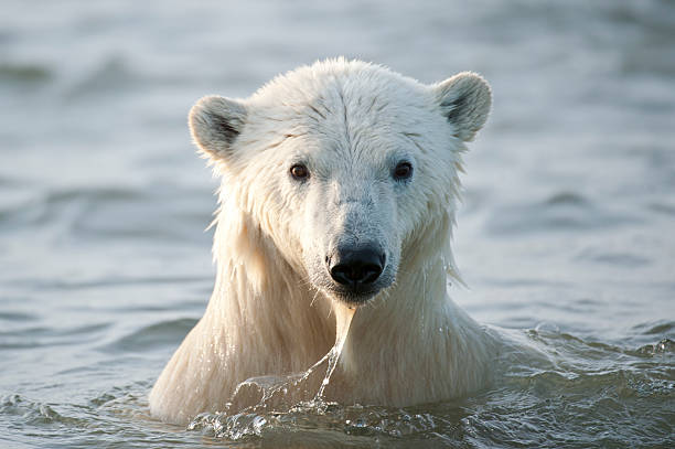 istock White polar bear coming out of the ocean 141315700