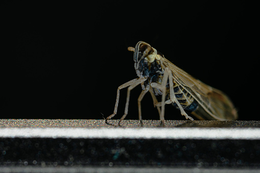 Macro photograph of a soldier fly. In its adult form, this insect does not have a mouth, and derives its energy from what was stored in the larva stage.