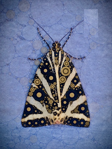 The stylish moth