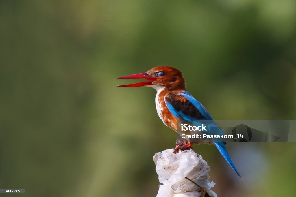 Uccello martin pescatore comune - Foto stock royalty-free di Animale