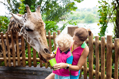 Family feeding giraffe in zoo. Children feed giraffes in tropical safari park during summer vacation in Singapore. Kids watch animals. Mother and little boy giving fruit to wild animal.