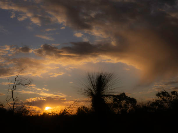 silhueta do nascer do sol das árvores de grama - sky sun grass tree - fotografias e filmes do acervo