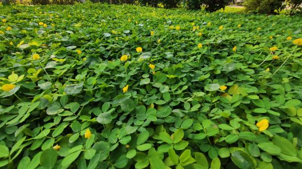 istock Leaves green in the garden 1413165667