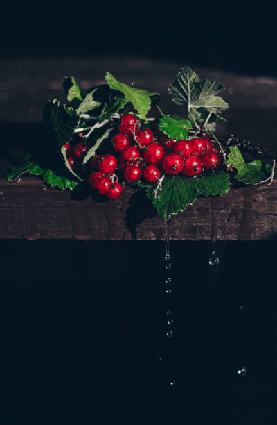 nature morte de groseille rouge. l’accent est mis sur la branche des baies. - food wood vibrant color close up photos et images de collection