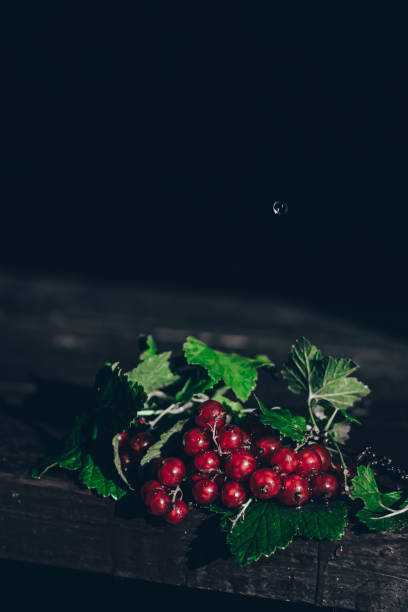 nature morte de groseille rouge. l’accent est mis sur la branche des baies. - food wood vibrant color close up photos et images de collection