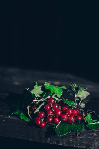 nature morte de groseille rouge. l’accent est mis sur la branche des baies. - food wood vibrant color close up photos et images de collection