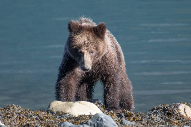 istock Alaska Brown bear cub looking for food 1413167234
