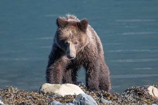 Alaska Brown bear cub looking for food near Haines, Alaska USA.
