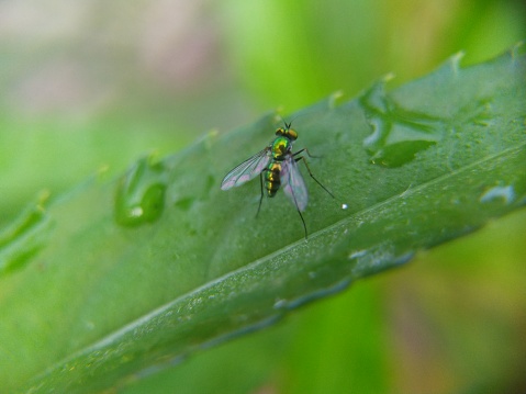 Condylostylus is a genus of flies in the family Dolichopodidae. It is the second largest genus in the subfamily Sciapodinae, with more 250 species included. It has a high diversity in the Neotropical realm, where 70% of the species occur.