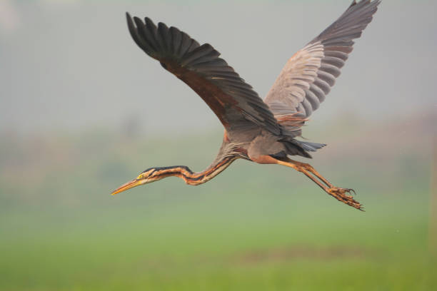 istock Purple Heron in flight against a green background. 1413168201