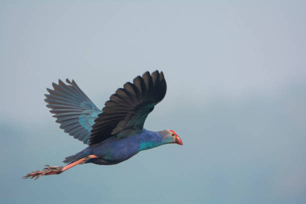 istock Purple Swamphen Flying in a blue sky 1413168202