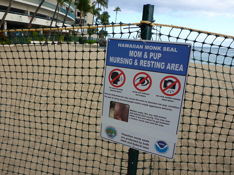 Waikiki, Hawaii - July 25, 2017: Hawaiian Monk Seal Mom and Pup Nursing and resting area sign on plastic fence.