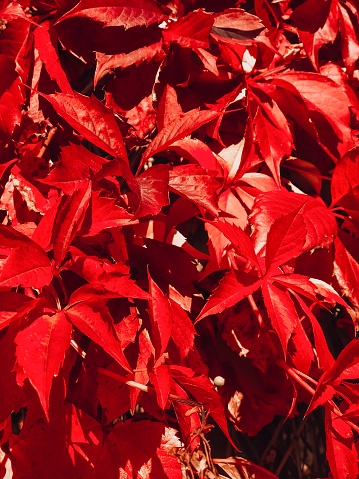 Red leaves with out of focus brickwall as background, Use full as background - copy space
