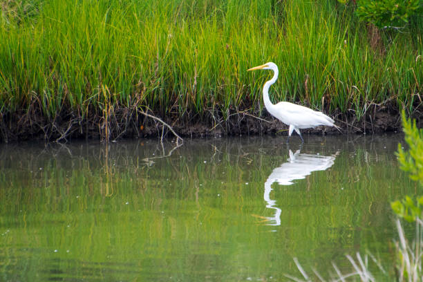istock Great white egret wading in pond 1413171910