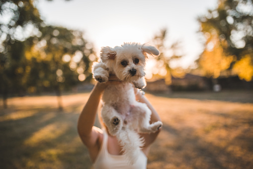 An unrecognizable woman took her dog, a mini Maltese, to the park for a walk