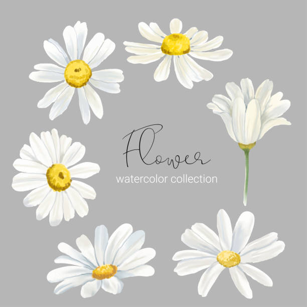 illustrazioni stock, clip art, cartoni animati e icone di tendenza di set di elementi floreali. set di collezione di fiori in stile acquerello - margherita