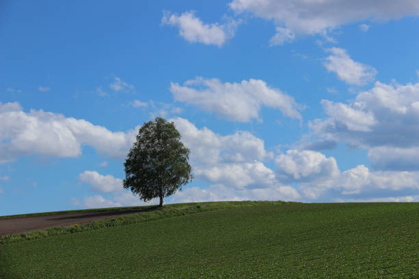 Green tree  on the hill and blue sky Green tree  on the hill and blue sky biei town stock pictures, royalty-free photos & images