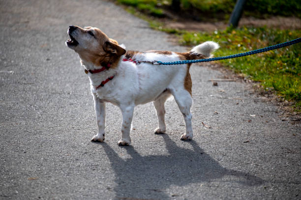 small dog howling for its owner.