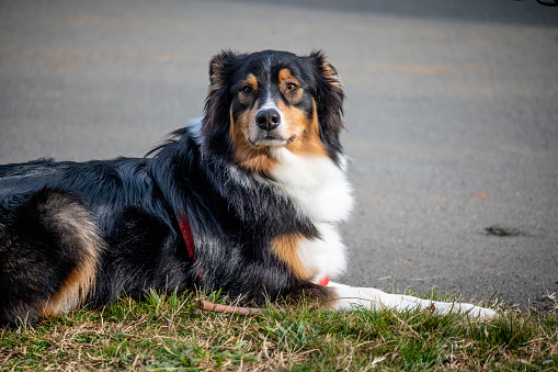 Border collie standing in green natural garden