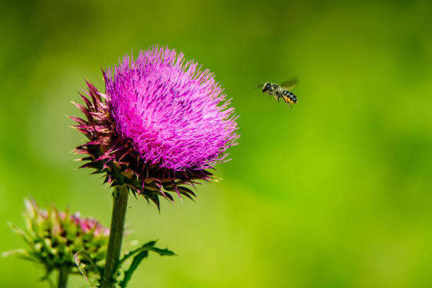 A bee lands on a flower stock photo