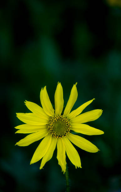 Single yellow flower stock photo