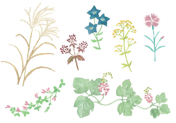 illustrations, cliparts, dessins animés et icônes de aquarelle automne sept herbes - kudzu