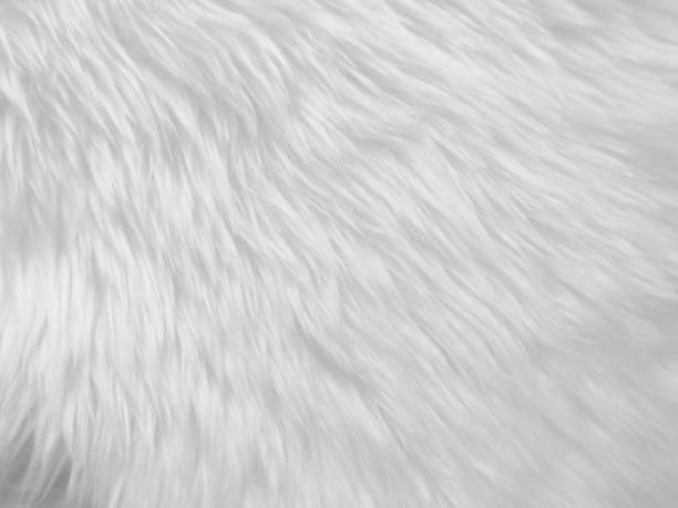 istock White clean wool texture background. light natural sheep wool. white seamless cotton. texture of fluffy fur for designers. close-up fragment white wool carpet. 1413182621