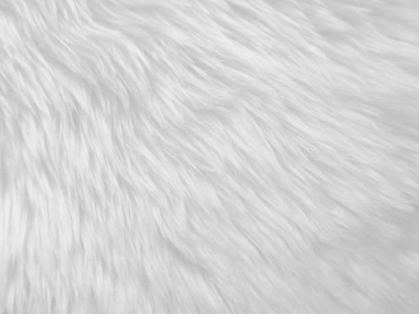 istock White clean wool texture background. light natural sheep wool. white seamless cotton. texture of fluffy fur for designers. close-up fragment white wool carpet. 1413182638