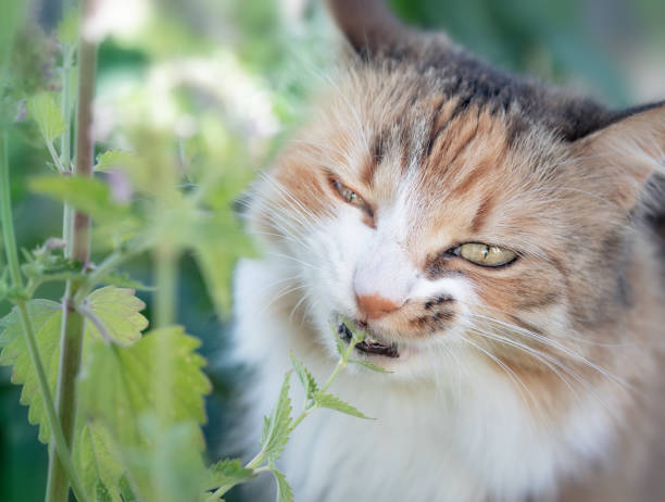 istock Cat eating catnip, outside. 1413183213