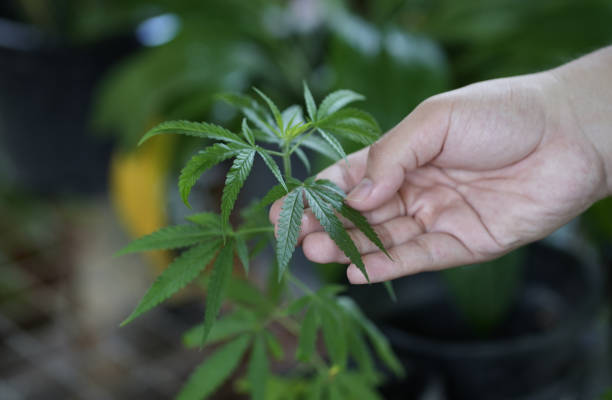 istock Man's hand holding marijuana ,medical marijuana strains. 1413183286