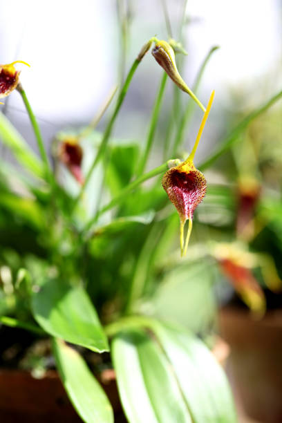 istock love with thai orchids 1413184223