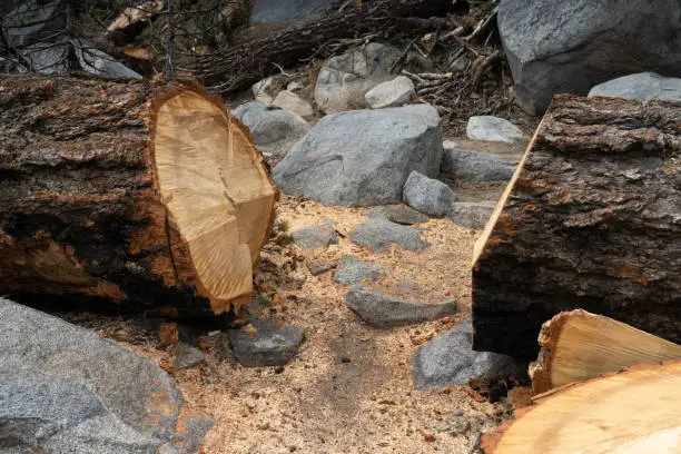 Recently cut large tree that had fallen across a hiking trail