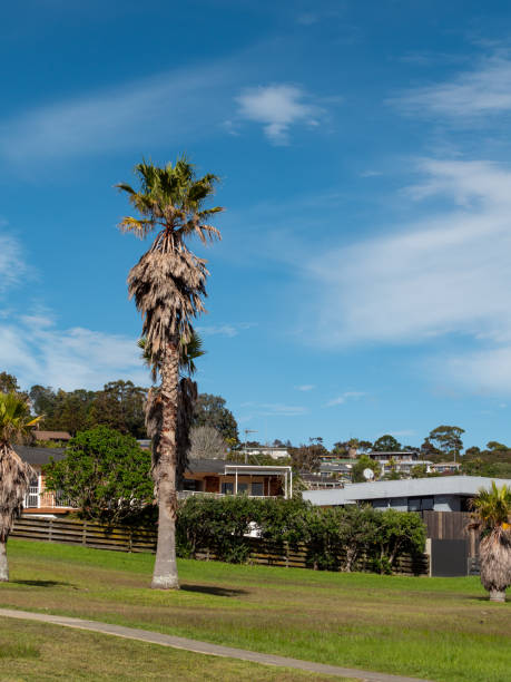 istock Homes and tall palm tree on foreground at public park 1413186225