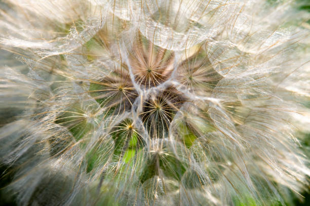 eine nahaufnahme von gelbem schwarzwurzel oder ziegenbart. - flower head annual beauty close up stock-fotos und bilder