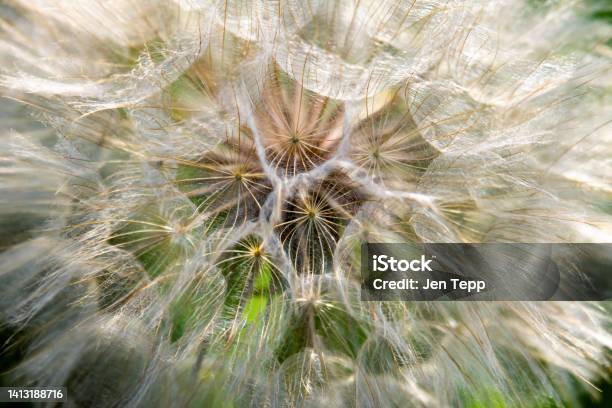 A Close Up View Of Yellow Salsify Or Goats Beard Stock Photo - Download Image Now - Seed, Head, Astilbe