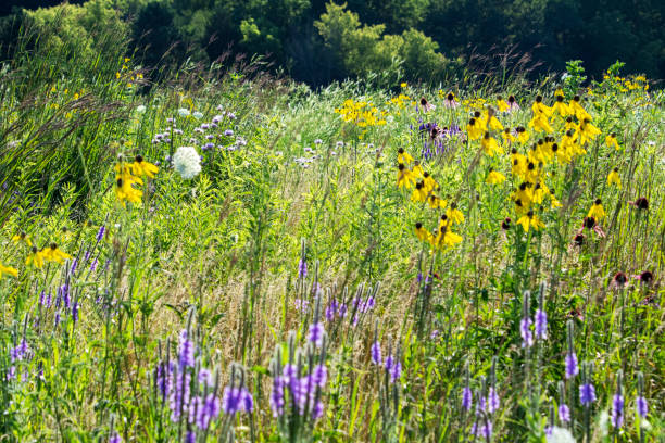 Free picture: A various wildflowers in a full bloom in a grassy meadow ...
