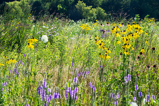 A view of meadow filled with butterfly attracting flowers.  Meadow located in Waukesha County, Wisconsin.