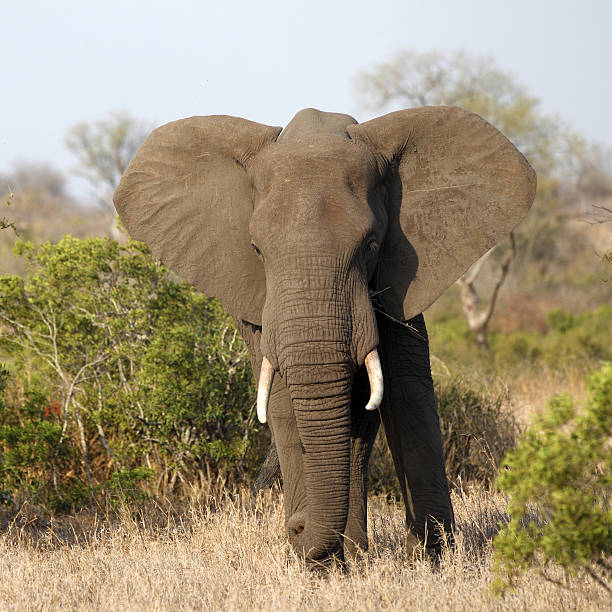 istock African Elephant in Kruger National park 141318977