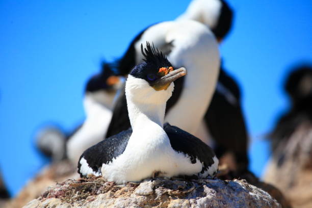 istock Imperial Shag or Imperial cormorant 1413191287