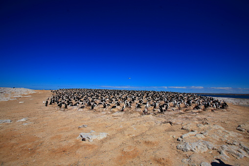 The biggest imperial Cormorant colony of Patagonia