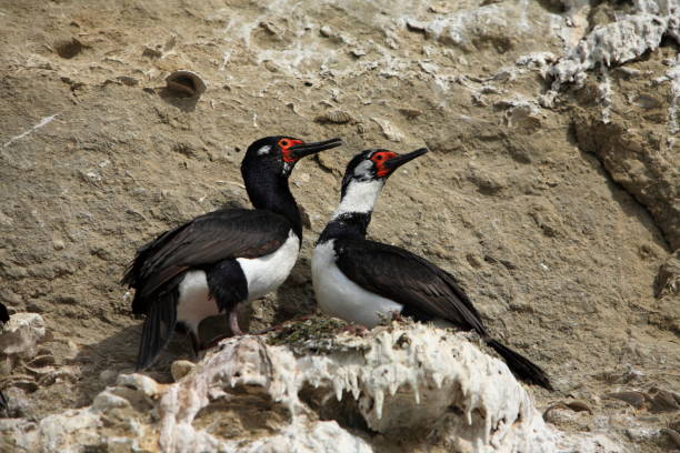 Magellan cormorant - phalacrocorax magellanicus Magellan Cormorant in his nest  hanging on the cliff cormorant stock pictures, royalty-free photos & images