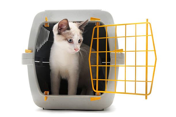 istock kitten in pet carrier 141319144